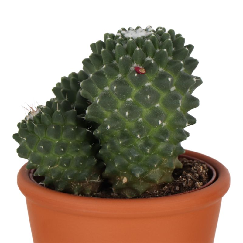Kaktus z kwiatem 9 cm wys. 15 cm