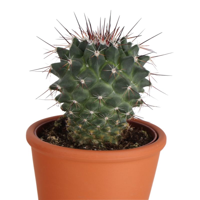 Kaktus z kwiatem 9 cm wys. 15 cm