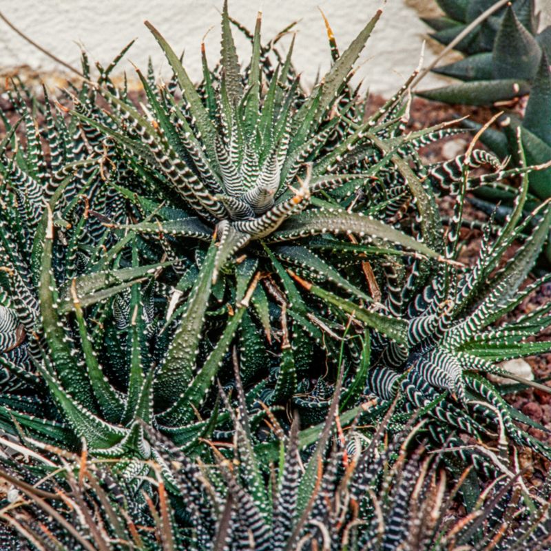 nopal kaktus pflanze kaufen Opuntia ficus-indica
