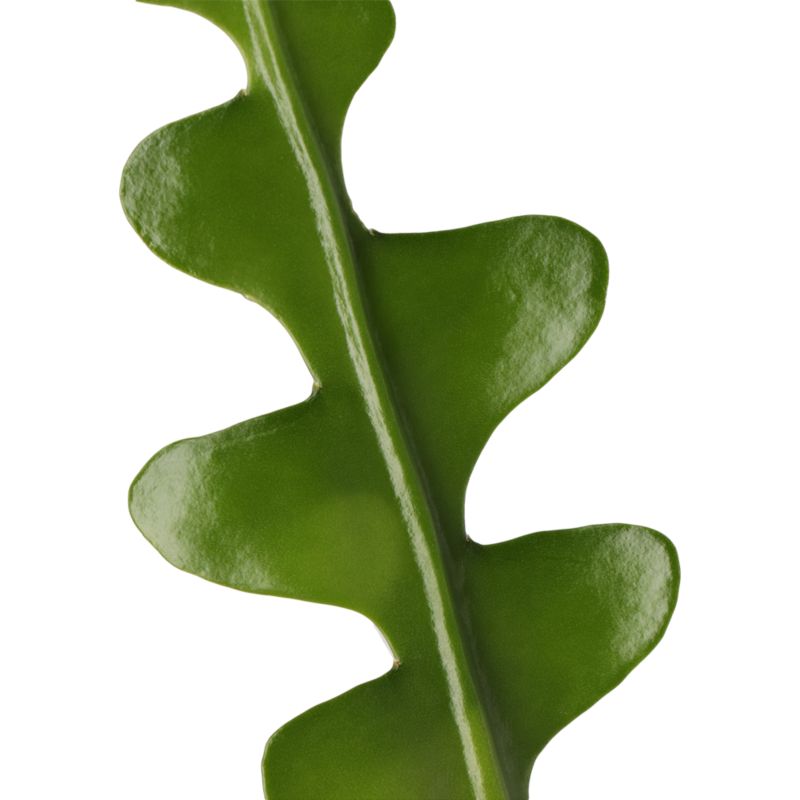 monstera medium monstera deliciosa philodendron (swiss cheese plant)