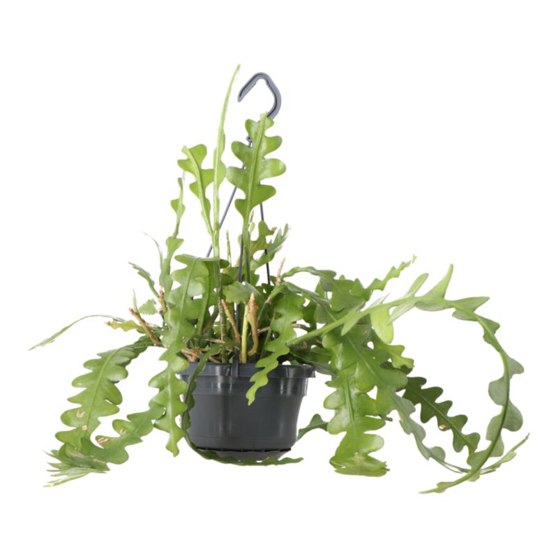 Kaktus zygzakowaty wiszący 14 cm wys. 35 cm