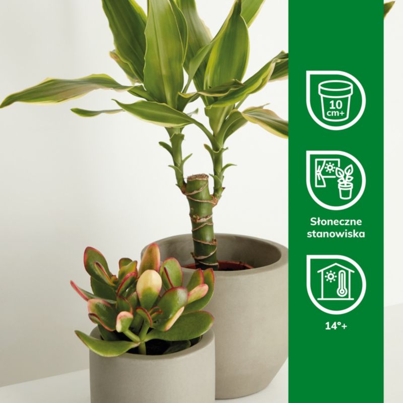 Kaktusy i sukulenty GoodHome 9 cm