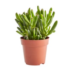 Kaktusy i sukulenty GoodHome 9 cm