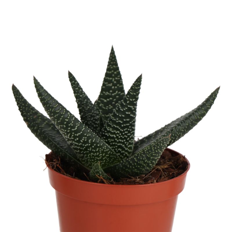 Kaktusy i sukulenty GoodHome 9 cm