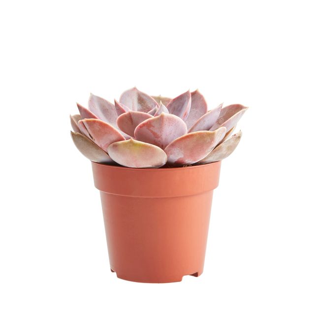 Kaktusy i sukulenty GoodHome 9 cm