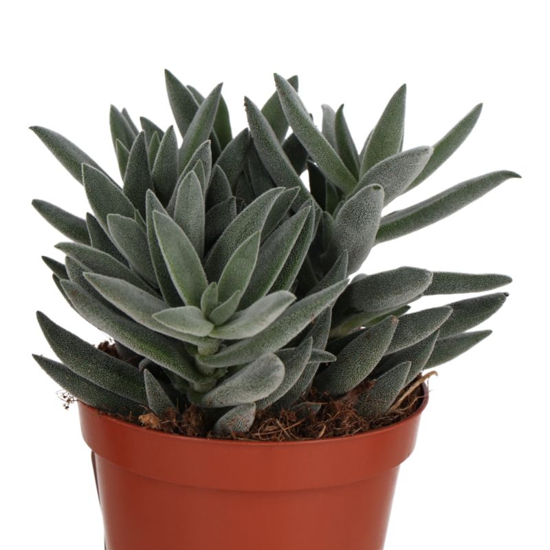Kaktusy i sukulenty GoodHome 9 cm