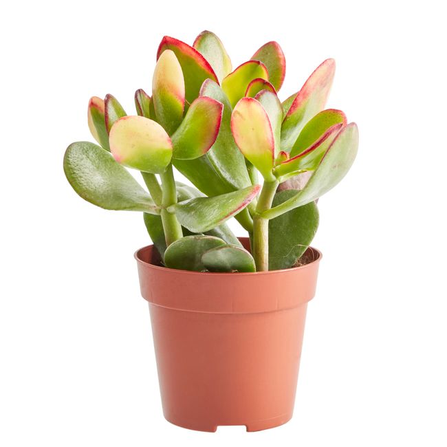 Kaktusy i sukulenty GoodHome 9 cm