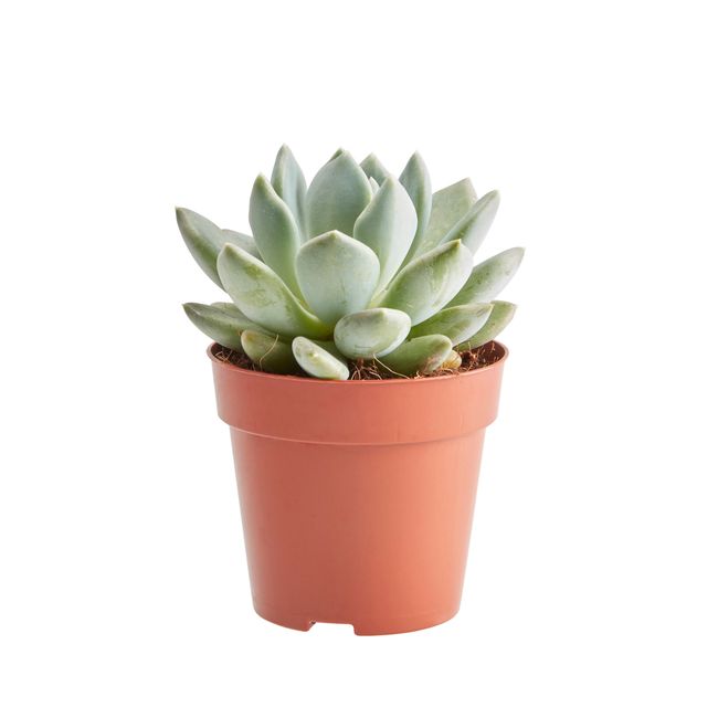 Kaktusy i sukulenty GoodHome 9 cm