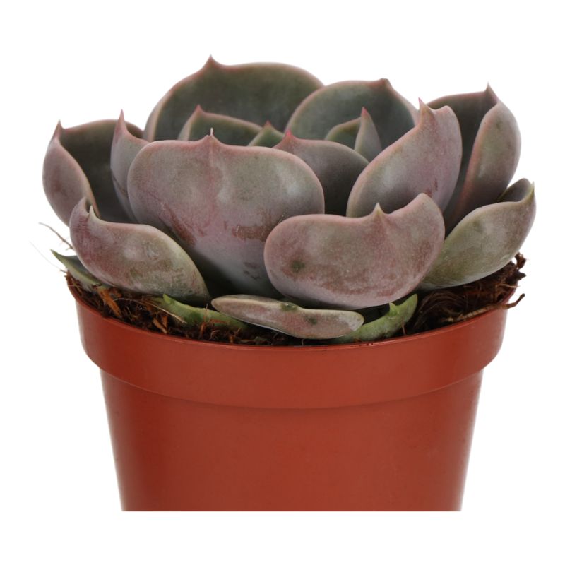 Kaktusy i sukulenty GoodHome 9 cm