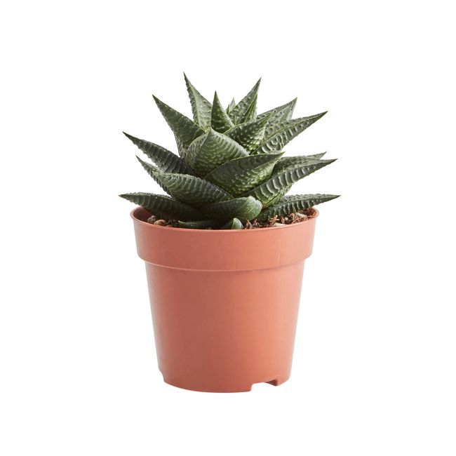 Kaktusy i sukulenty GoodHome 9 cm