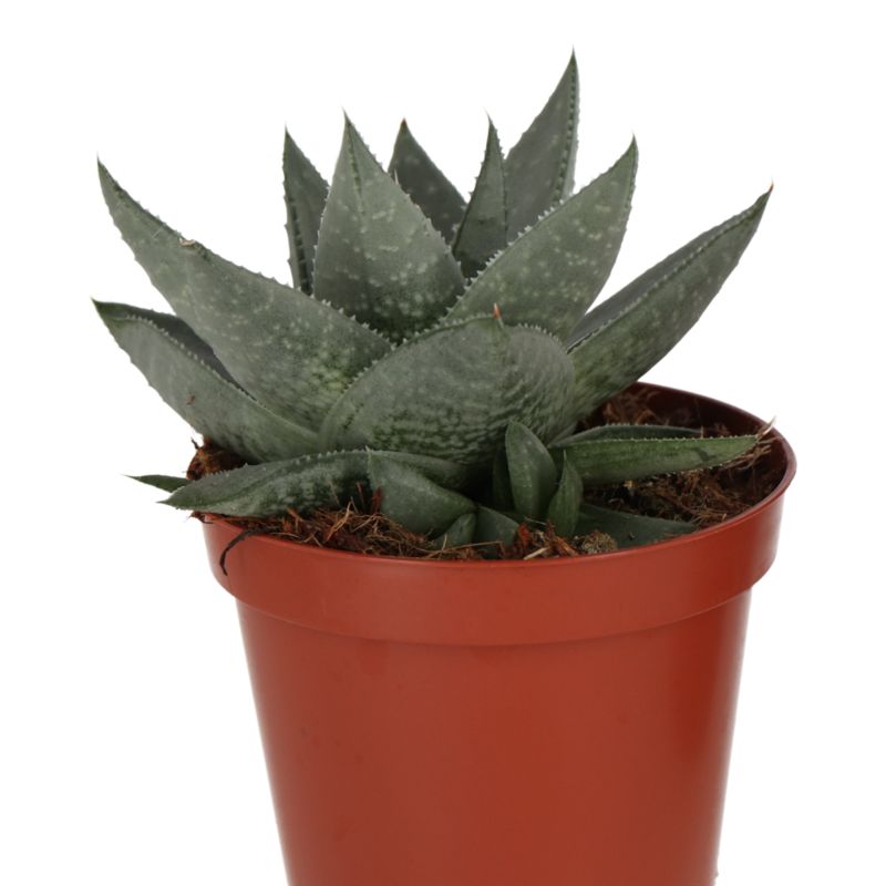 Kaktusy i sukulenty GoodHome 9 cm