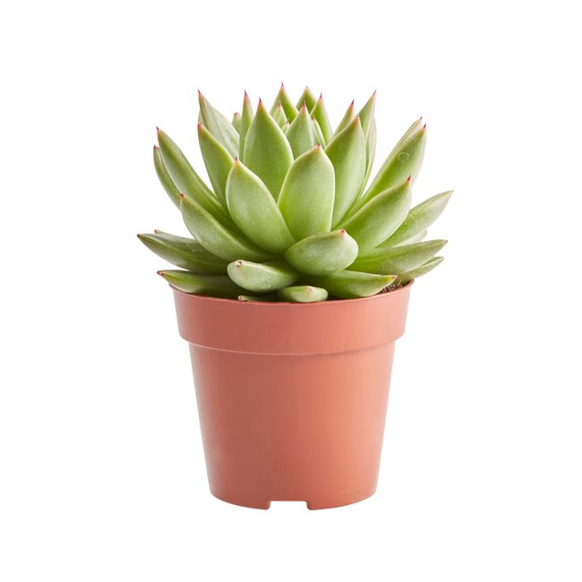 Kaktusy i sukulenty GoodHome 9 cm