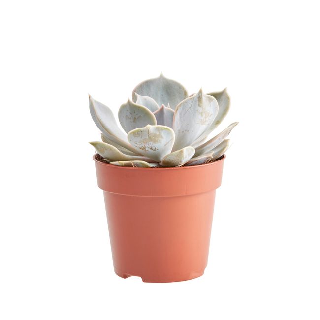 Kaktusy i sukulenty GoodHome 9 cm