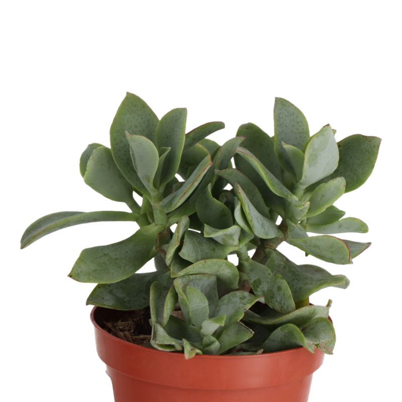 Kaktusy i sukulenty GoodHome 9 cm