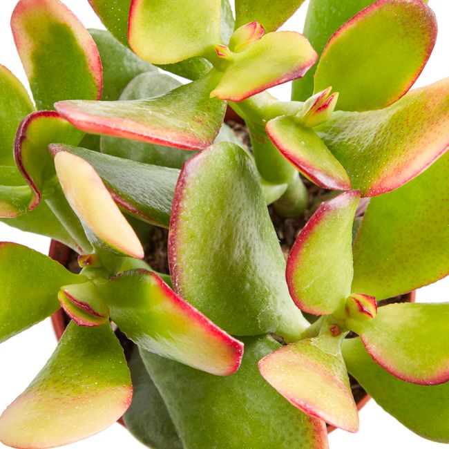 Kaktusy i sukulenty GoodHome 9 cm