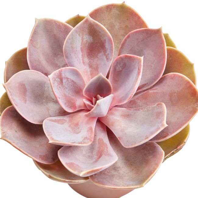 Kaktusy i sukulenty GoodHome 9 cm