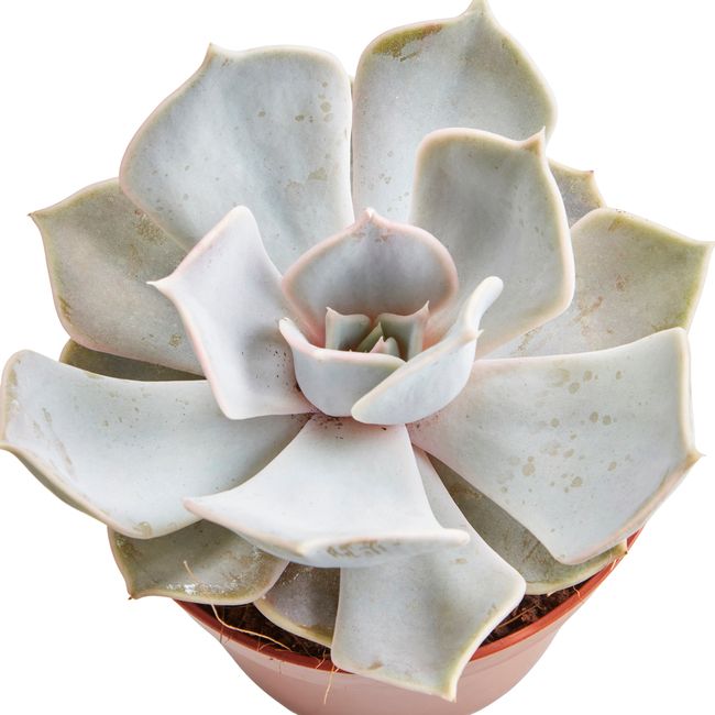 Kaktusy i sukulenty GoodHome 9 cm