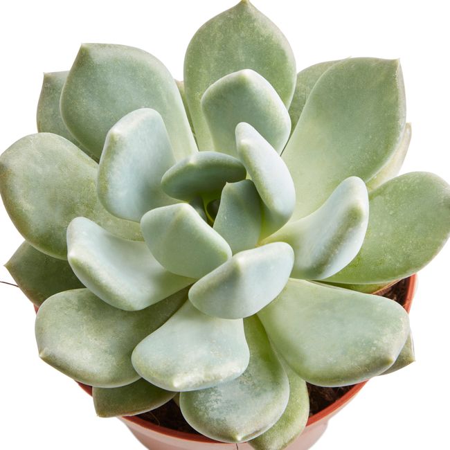 Kaktusy i sukulenty GoodHome 9 cm