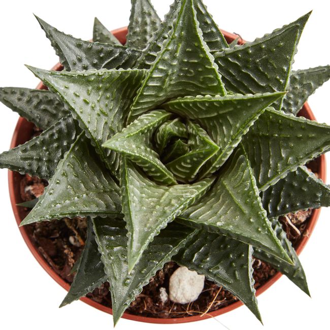 Kaktusy i sukulenty GoodHome 9 cm