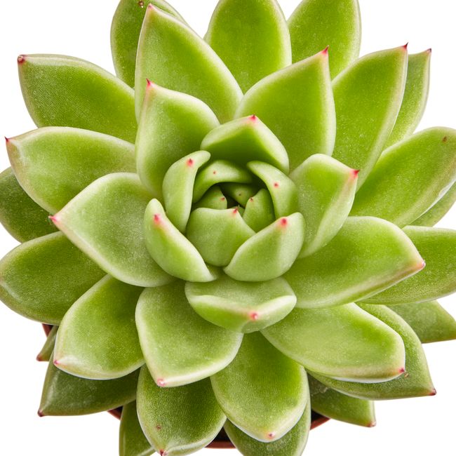 Kaktusy i sukulenty GoodHome 9 cm