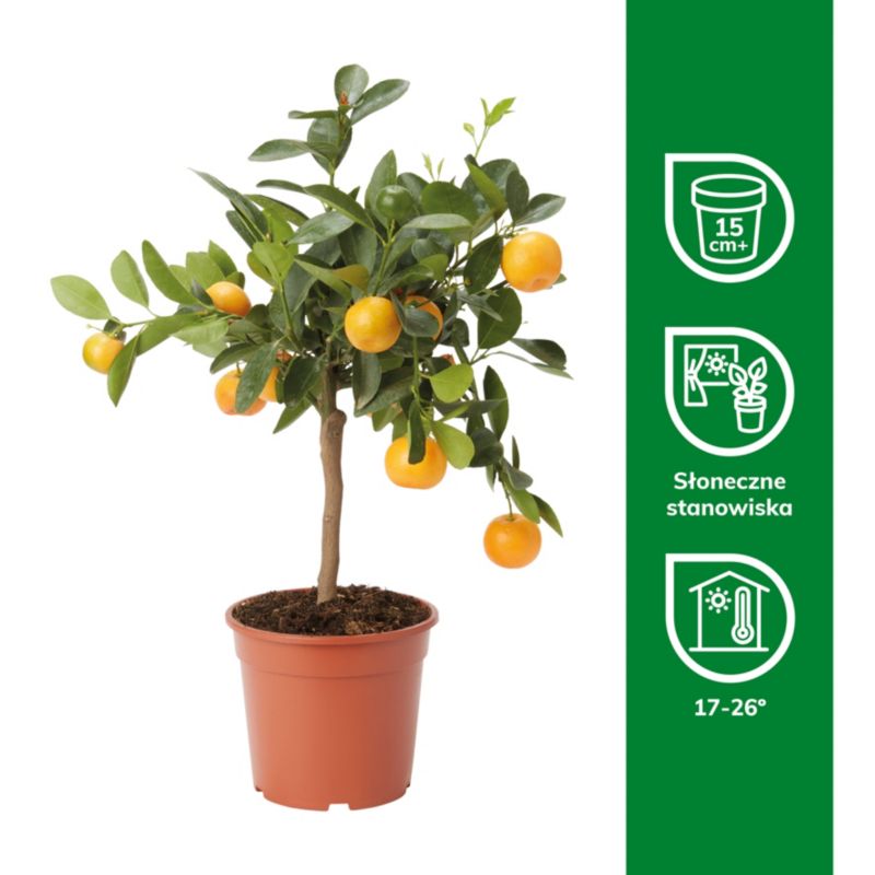 Kalamondin GoodHome 14 cm wys. 40 cm