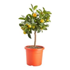 Kalamondin GoodHome 14 cm wys. 40 cm