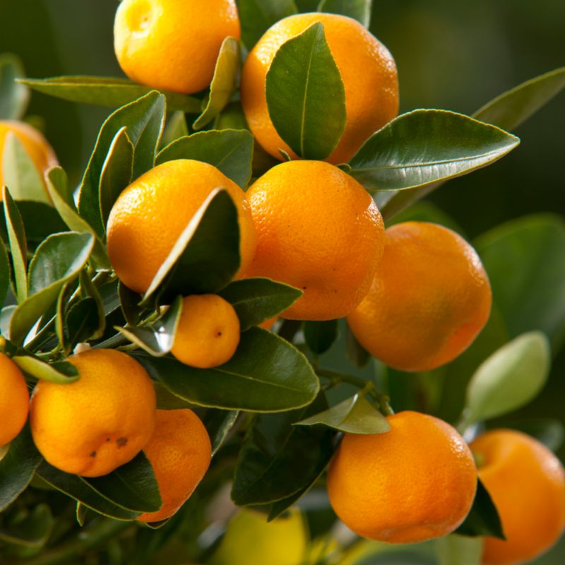 Kalamondin kalamondynka P22