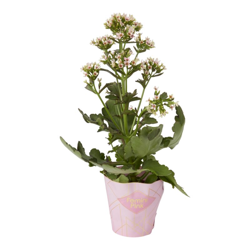 Kalanchoe Faming Katy mix Verve 14 cm