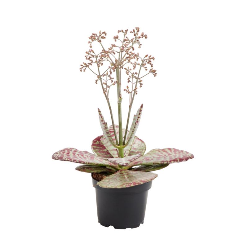 Kalanchoe Verve 10,5 cm 2