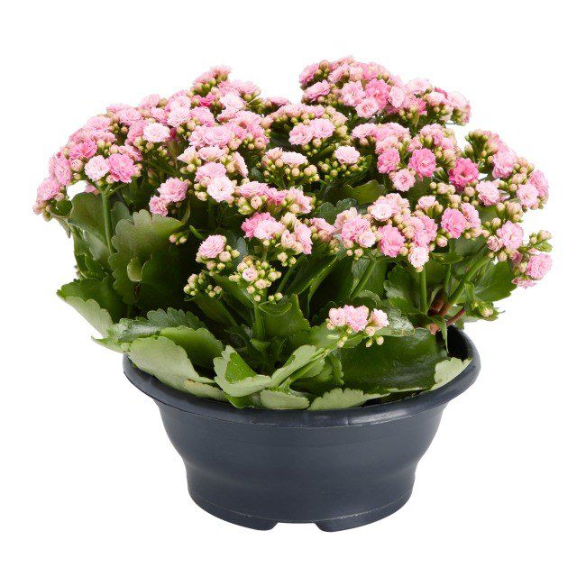 Kalanchoe Verve 23 cm