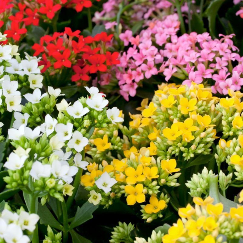 Kalanchoe w ozdobnej folii 23 cm