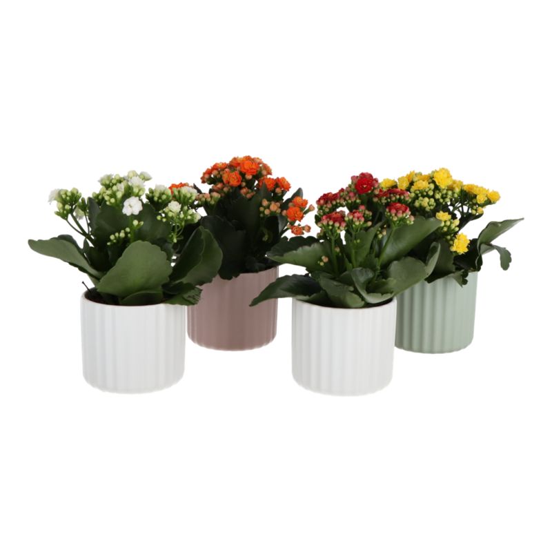 Kalanchoe żyworódka mix