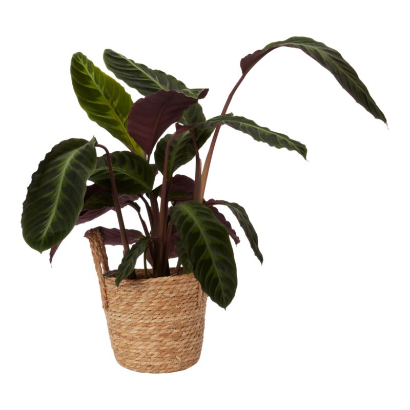 Kalatea Black Magic 19 cm wys. 70 cm