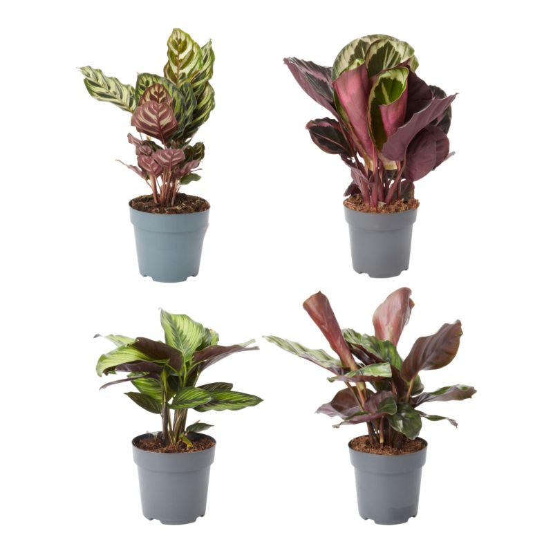 Kalatea doniczka 14 cm 2 wys. 50 cm