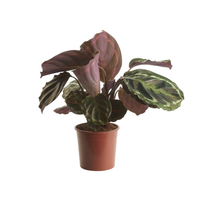 Kalatea doniczka 19 cm 1 wys. 75 cm