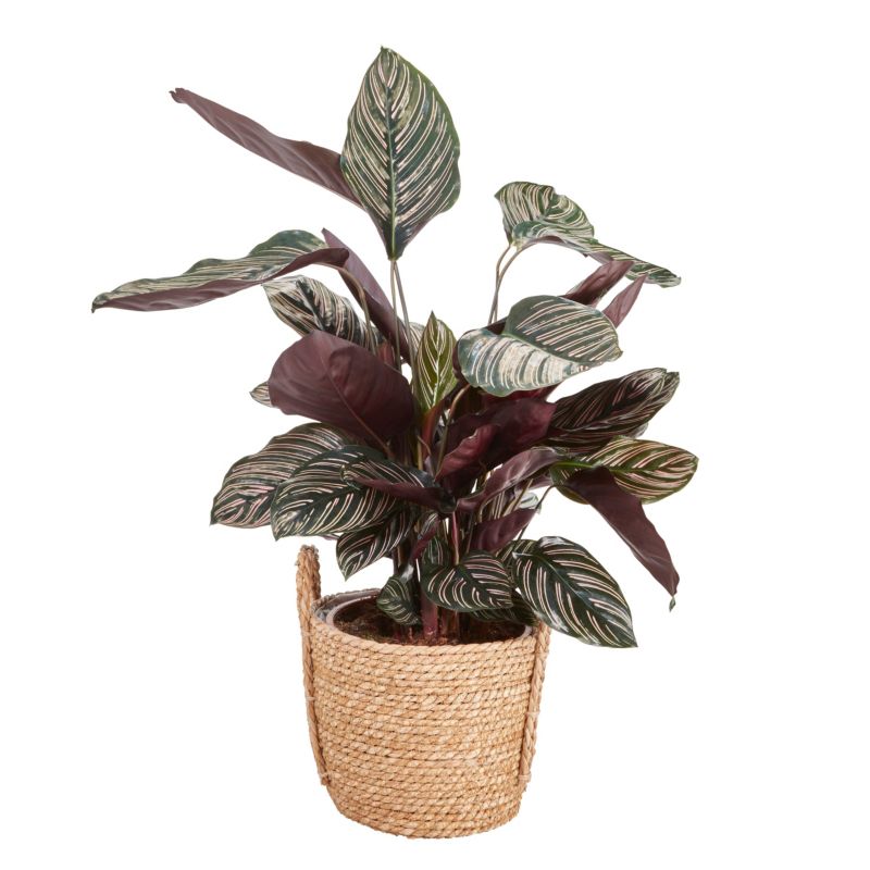 Kalatea doniczka 19 cm 3 wys. 75 cm