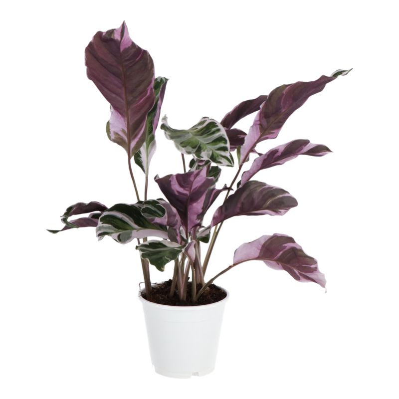 Kalatea Fusion White 14 cm wys. 40 cm