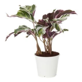 Kalatea Fusion White 14 cm wys. 40 cm