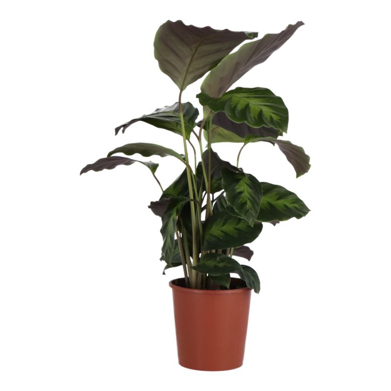 Kalatea mix 12 cm