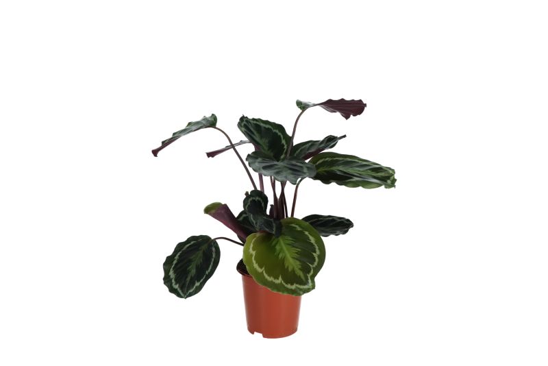Kalatea mix doniczka 17 cm