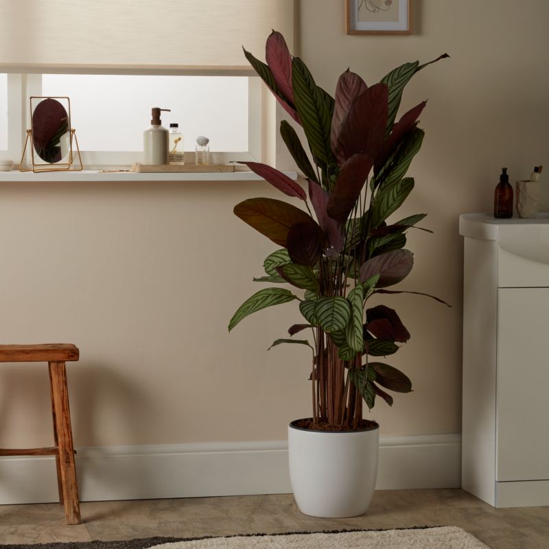 Kalatea Oppenheimiana Verve 27 cm wys. 120 cm