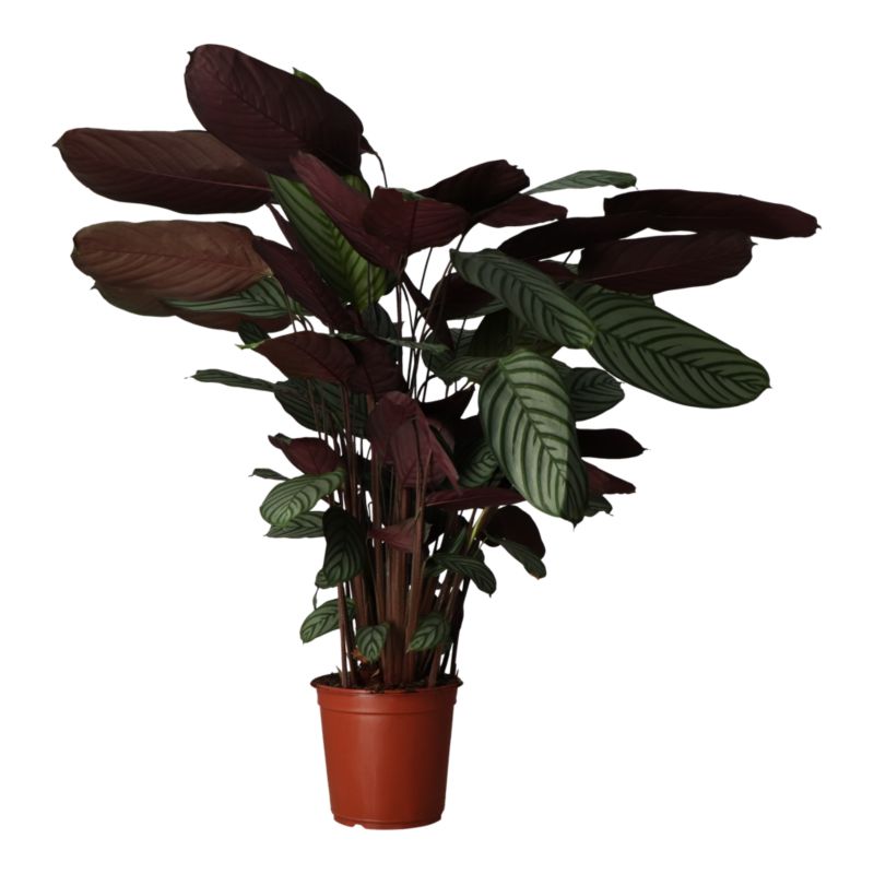 Kalatea Oppenheimiana Verve 27 cm wys. 120 cm