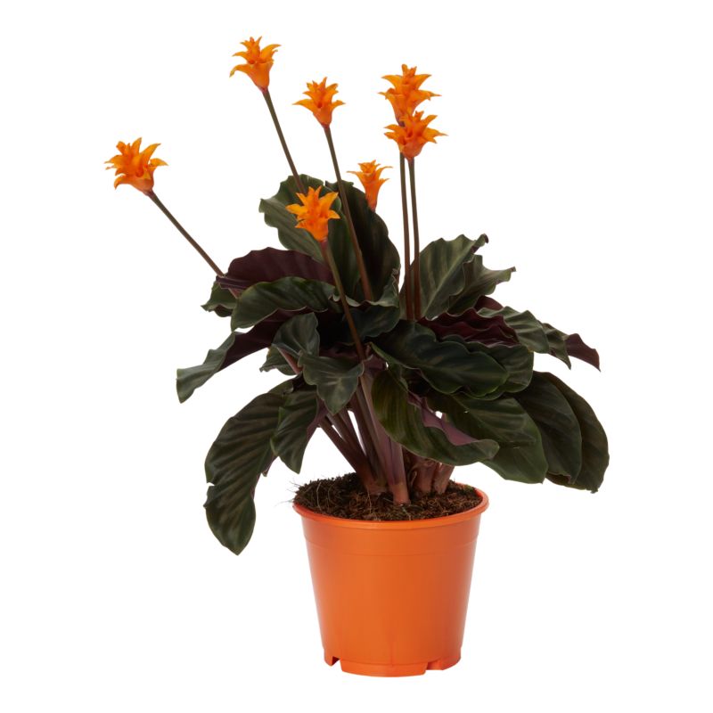 Kalatea Tassmania Verve 14 cm wys. 40 cm