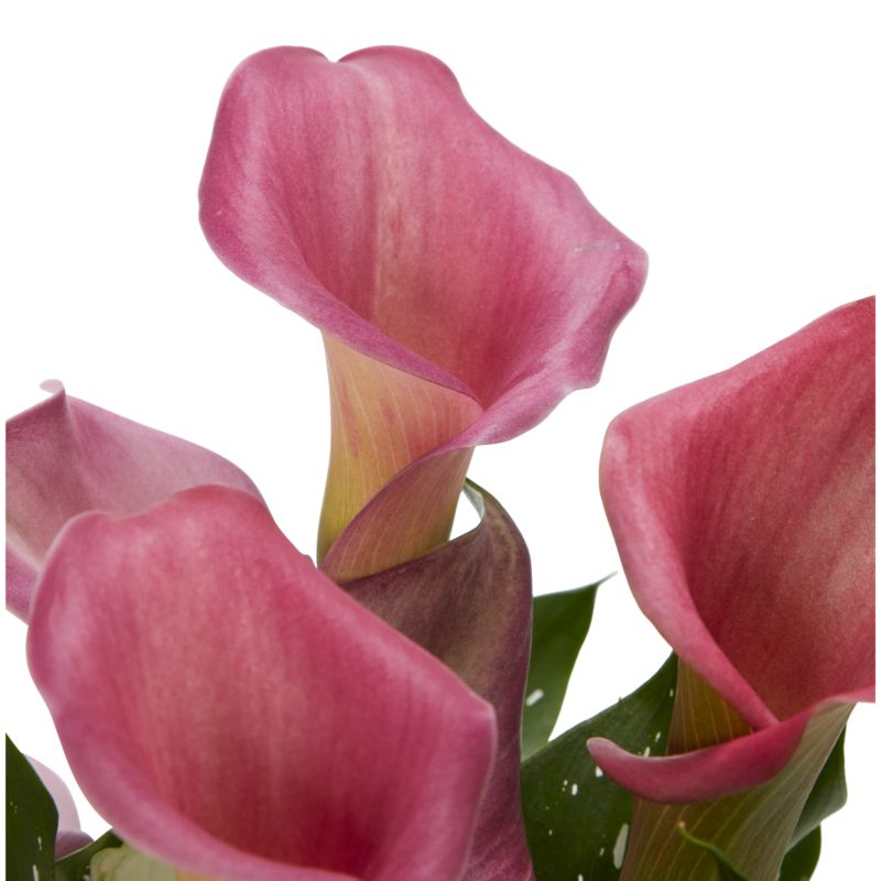 Kalia Lily mix w ceramice 12 cm