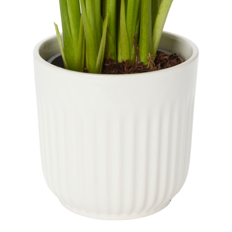 Kalia Lily mix w ceramice 12 cm