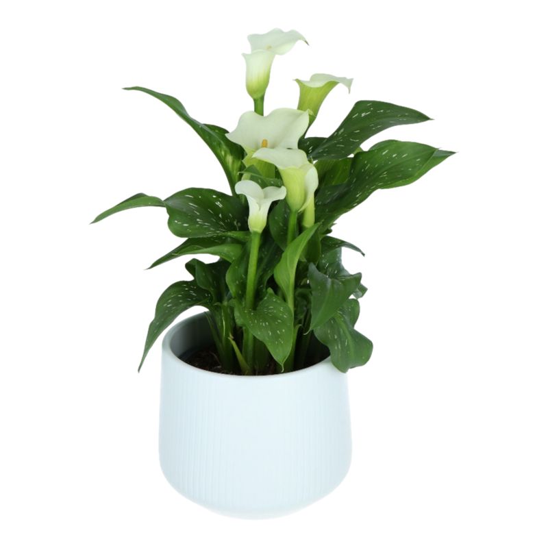 Kalia w ceramicznej doniczce mix 14 cm