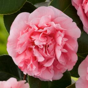 Kamelia Bonimiana Verve 3 l wys. 75 cm