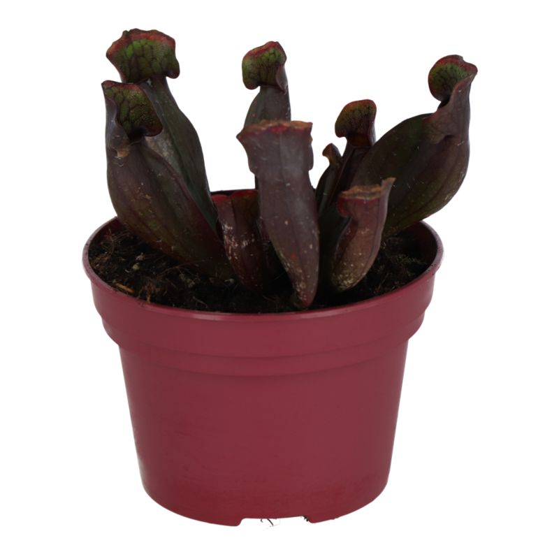 Kapturnica roślina owadożerna 12 cm