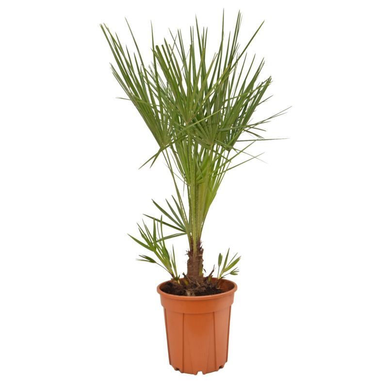 Karlatka niska doniczka 26 cm