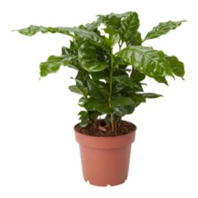 Kawa arabska Verve 12 cm wys. 25 cm